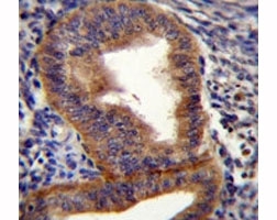 Cyclin B1 antibody immunohistochemistry analysis in formalin fixed and paraffin embedded human uterus tissue.