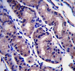 FOXA2 antibody immunohistochemistry analysis in formalin fixed and paraffin embedded human stomach tissue.