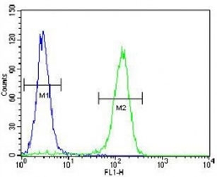 Cyclin C antibody flow cytometric analysis of HeLa cells (right histogram) compared to a negative control (left histogram). FITC-conjugated goat-anti-rabbit secondary Ab was used for the analysis.