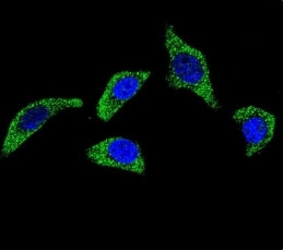 Confocal immunofluorescent analysis of TNFR antibody with U-251MG cells followed by Alexa Fluor 488-conjugated goat anti-rabbit lgG (green). DAPI was used as a nuclear counterstain (blue).