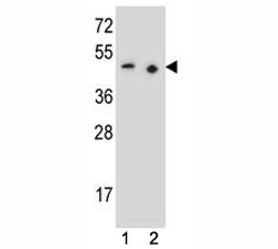PAX9 antibody western blot analysis in (1) 293 and (2) Jurkat lysate