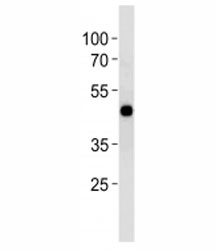CREB antibody western blot analysis in HT29 lysate. Predicted molecular weight is 37 kDa but routinely observed at ~43 kDa.