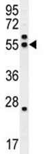 TUBB8B antibody western blot analysis in HeLa lysate.