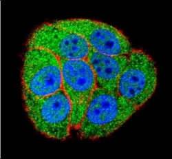 Confocal immunofluorescent analysis of XRCC5 antibody with HeLa cells followed by Alexa Fluor 488-conjugated secondary (green). Actin filaments have been labeled with Alexa Fluor 555 Phalloidin (red). DAPI was used to stain the nuclei (blue).