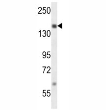 SRC-1 antibody western blot analysis in MDA-MB231 lysate.
