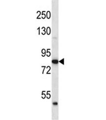 ABTB2 antibody western blot analysis in human K562 lysate. Predicted molecular weight ~114/93 kDa (isoforms 1/2).