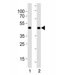 MyoD antibody western blot analysis in (1) HeLa cell line and (2) human placenta tissue lysate. Expected molecular weight: 43-45 kDa
