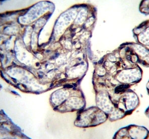 BNIP2 antibody immunohistochemistry analysis in formalin fixed and paraffin embedded human placenta tissue.