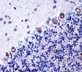 Csf1r antibody immunohistochemistry analysis in formalin fixed and paraffin embedded mouse cerebellum tissue.