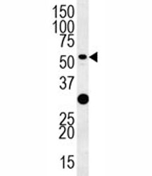 TRAF3 antibody western blot analysis in HL-60 lysate.