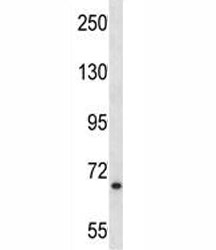 MYB antibody western blot analysis in NCI-H292 lysate. Predicted molecular weight ~72 kDa.