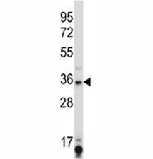 SIRT6 antibody western blot analysis in K562 lysate.