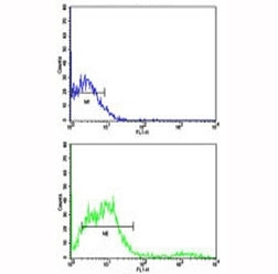 Flow cytometric analysis of NCI-H292 cells using CD8 antibody (bottom histogram) compared to a negative control (top histogram). FITC-conjugated goat-anti-rabbit secondary Ab was used for the analysis.