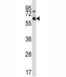MEF2D antibody western blot analysis in 293 lysate.