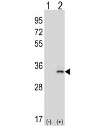 Western blot analysis of IL-33 antibody and 293 cell lysate (2 ug/lane) either nontransfected (Lane 1) or transiently transfected (2) with the IL33 gene. Predicted molecular weight: ~31/26kDa (isoforms a/b).