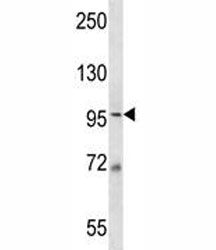 MCM6 antibody western blot analysis in 293 lysate. Expected molecular weight: 92-105 kDa.