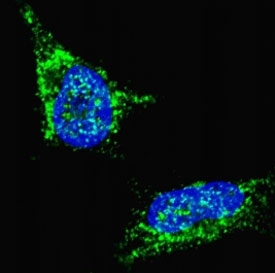 Fluorescent confocal image of SY5Y cells stained with LIN28B antibody. Alexa Fluor 488 conjugated secondary (green) was used (1:1000, 1h). Nuclei were counterstained with Hoechst 33342 (blue) (10 ug/ml, 5 min). LIN28B immunosignal is localized predominantly to the cytoplasm.