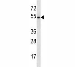 GATA3 antibody western blot analysis in mouse liver tissue lysate.  Predicted molecular weight: 50 kDa