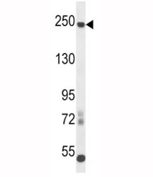 L1CAM antibody western blot analysis in mouse cerebellum tissue lysate. Expected molecular weight of glycosylated protein is 200-240 kDa.