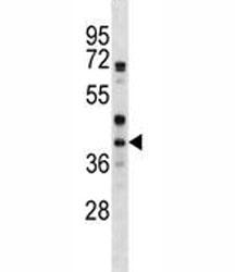 WNT6 antibody western blot analysis in HepG2 lysate