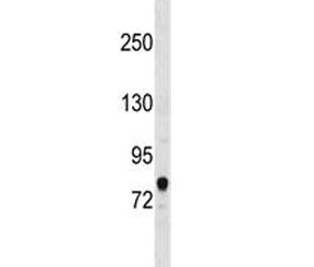 ACSL3 antibody western blot analysis in human 293 lysate. Predicted molecular weight ~80 kDa.
