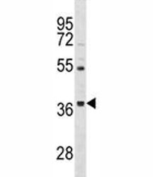 ORAI3 antibody western blot analysis in HepG2 lysate.