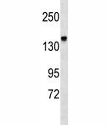 Integrin alpha 2 antibody western blot analysis in mouse kidney tissue lysate