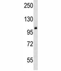Western blot testing of mouse cerebellum tissue lysate with PRMT10 antibody. Predicted molecular weight ~95 kDa.