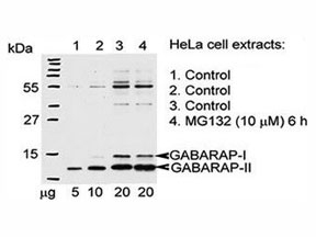 Western blot testing of GABARAP antibody and Hela cells treated with 26S proteasome complex blocker MG132.