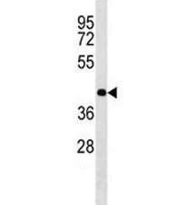 Olig2 antibody western blot analysis in mouse heart tissue lysate.