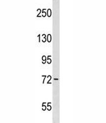 Wee1 antibody western blot analysis in WiDr lysate. Predicted molecular weight ~72 kDa.