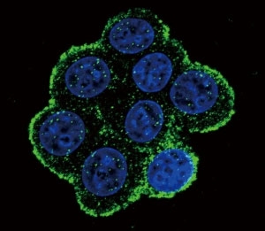 Confocal immunofluorescent analysis of BMPR1A antibody with 293 cells followed by Alexa Fluor 488-conjugated goat anti-rabbit lgG (green). DAPI was used as a nuclear counterstain (blue).