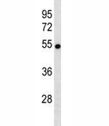 VANGL2 antibody western blot analysis in mouse brain tissue lysate. Predicted molecular weight ~60 kDa.