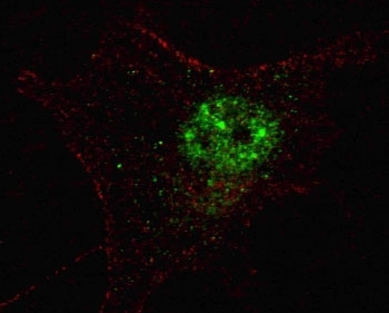 Fluorescent confocal image of SY5Y cells stained with PDX1 antibody. Alexa Fluor 488 conjugated secondary (green) was used. Nuclei were counterstained with Hoechst 33342 (blue) (10 ug/ml, 5 min). Note the highly specific localization of the PDX1 immunosignal to the nucleus.