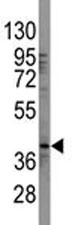 Western blot analysis of SOX-2 antibody and 293 lysate