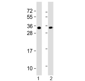 Western blot testing of 1) mouse heart and 2) rat PC-12 lysate with SLUG antibody.  Predicted molecular weight ~30 kDa.