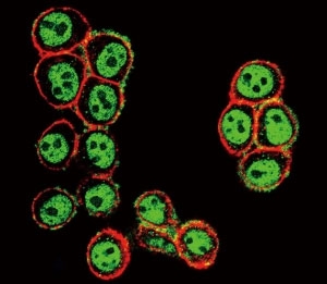 Confocal immunofluorescent analysis of phospho-SMAD3 antibody with HeLa cells followed by Alexa Fluor 488-conjugated goat anti-rabbit lgG (green). Actin filaments have been labeled with Alexa Fluor 555 Phalloidin (red).