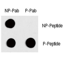 Dot blot analysis of phospho-c-Fos antibody. 50ng of phos-peptide or nonphos-peptide per dot were spotted. P-Pab=phos-Ab; P-Peptide=phos-peptide; NP-Peptide=nonphos-peptide.