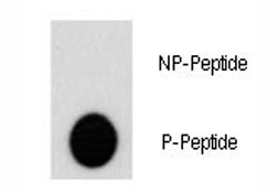 Dot blot analysis of phospho-AKT2 antibody. 50ng of phos-peptide or nonphos-peptide per dot were spotted. P-Pab=phos-Ab; P-Peptide=phos-peptide; NP-Peptide=nonphos-peptide.