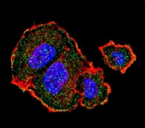 Confocal immunofluorescent analysis of p-Tuberin antibody with MCF-7 cells followed by Alexa Fluor 488-conjugated goat anti-rabbit lgG (green). Actin filaments have been labeled with Alexa Fluor 555 Phalloidin (red). DAPI was used as a nuclear counterstain (blue).