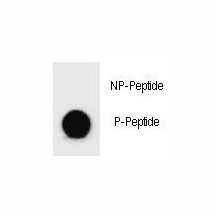 Dot blot analysis of phospho-BAD antibody. 50ng of phos-peptide or nonphos-peptide per dot were spotted.