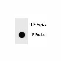 Dot blot analysis of phospho-Bad antibody. 50ng of phos-peptide or nonphos-peptide per dot were spotted.