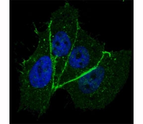Fluorescent confocal image of MCF7 cells stained with phospho-ERBB2 antibody at 1:100. Note the highly specific localization of ERBB2 to the plasma membrane.