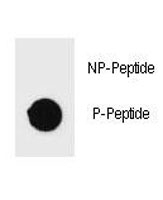 Dot blot analysis of p-PARP antibody. 50ng of phos-peptide or nonphos-peptide per dot were spotted.