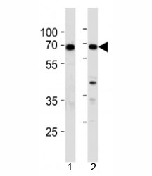 XRCC6 antibody western blot analysis in 1) 293 and 2) A549 lysate