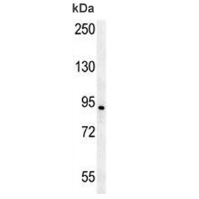 AXIN2 antibody western blot analysis in human Jurkat lysate. Expected molecular weight: 93-100 kDa.