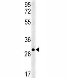Anti-EpCAM antibody western blot analysis in 293 lysate. Expected molecular weight: ~35 kDa (unmodified), 40-43 kDa (glycosylated).
