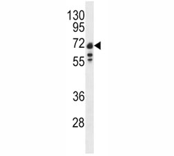 Western blot analysis of Lamin B1 antibody and Ramos lysate. Predicted molecular weight ~66kDa.