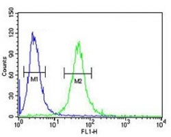 GATA2 antibody flow cytometric analysis of 293 cells (green) compared to a <a href=../search_result.php?search_txt=n1001>negative control</a> (blue). FITC-conjugated goat-anti-rabbit secondary Ab was used for the analysis.