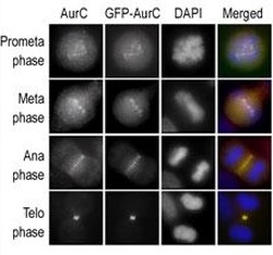Immunofluorescence staining of HeLa cells expressing GFP-Aurora-C performed at different cellular mitotic stages with the A) Aurora-C antibody, B) GFP fluorescence, C) DAPI nuclear staining, and D) anti-Aurora C merged to DAPI staining.